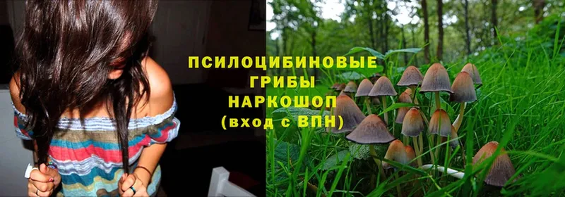 Галлюциногенные грибы Psilocybe  Уварово 